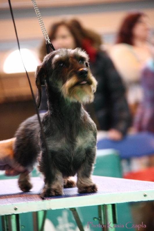 Crufts2011_2 1232.jpg